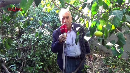 Mandalina Çürümeye Bırakıldı Alıcı Yok