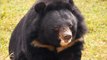 Bringing an end to bear bile farming: Actress Lesley Nicol talks animal rights activism