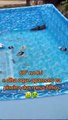 Face ao calor no Brasil, mulher depara-se com ratos na piscina dos filhos