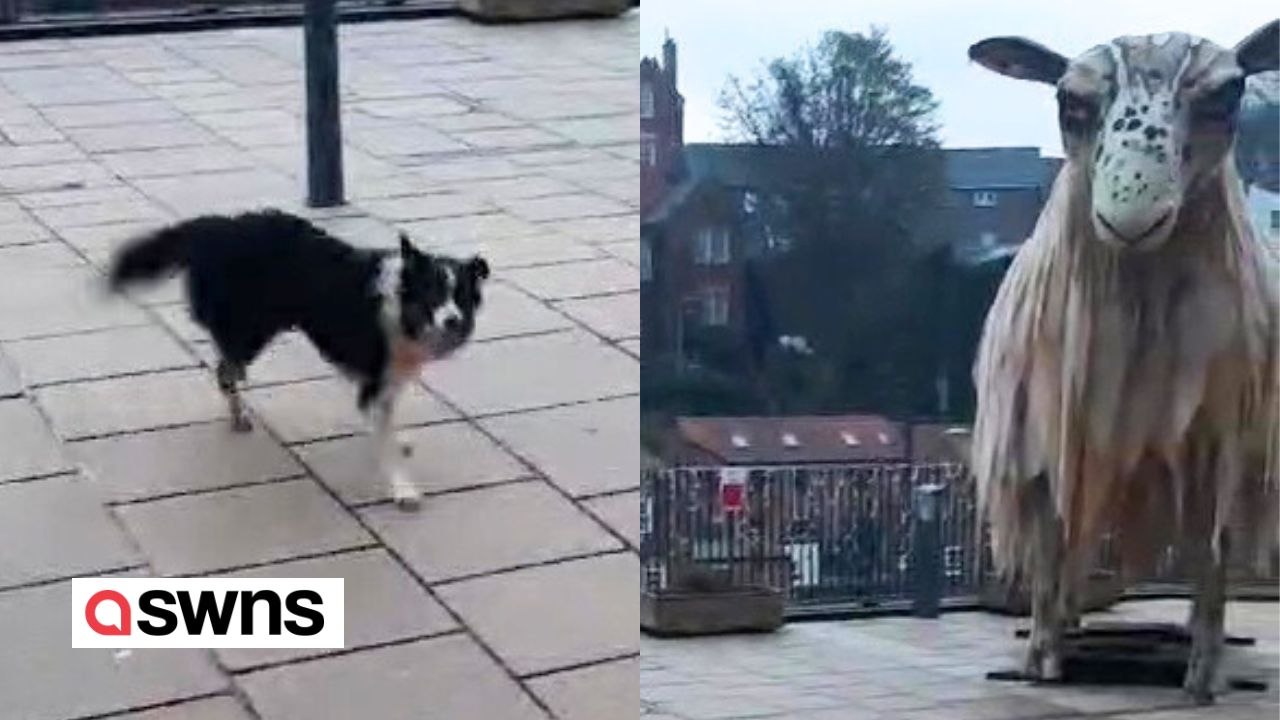 Border collie versucht, eine statue zu hüten - von einem schaf