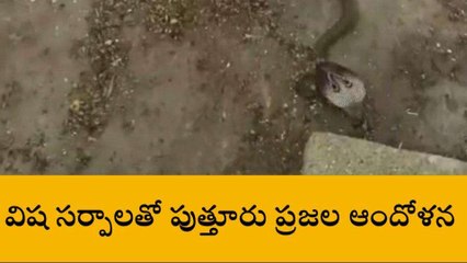 చిత్తూరు: జిల్లాలోని ఆ ప్రాంతంలో విషసర్పాలు కలకలం