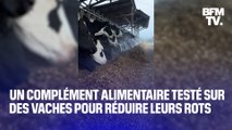 Un complément alimentaire testé sur des vaches pour réduire leurs rots