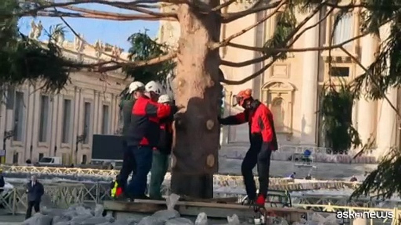 Ecco l'albero di Natale a Piazza San Pietro, viene dal Piemonte