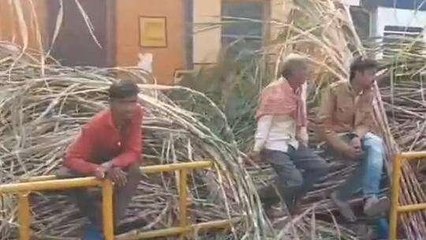 विदिशा: देवउठनी एकादशी पर शहर में दिखी चहल-पहल,गन्नों की जमकर हुई बिक्री