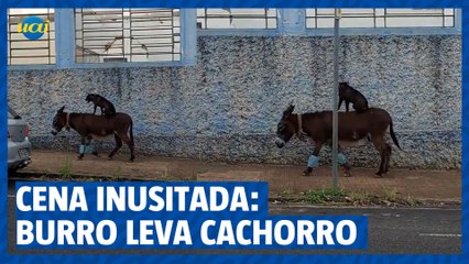 Cena inusitada: Burro leva cachorro