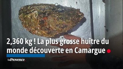 2,360 kg ! La plus grosse huître du monde découverte en Camargue