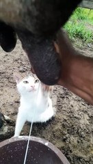 Cat Wants Cow Milk