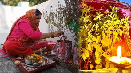 Tulsi Vivah Meaning Hindi 2023: तुलसी विवाह क्या है | तुलसी विवाह का मतलब | Boldsky