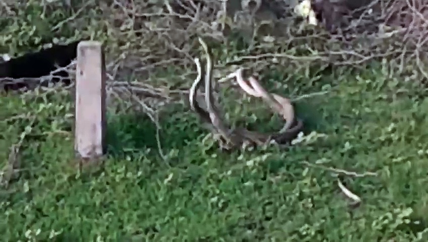 பின்னி பிணைந்து நடனமாடிய சாரை பாம்புகள்; வெறிக்க வெறிக்க வேடிக்கை பார்த்த பூனை