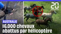 L'Australie autorise la mise à mort de 16.000 chevaux sauvages par hélicoptère