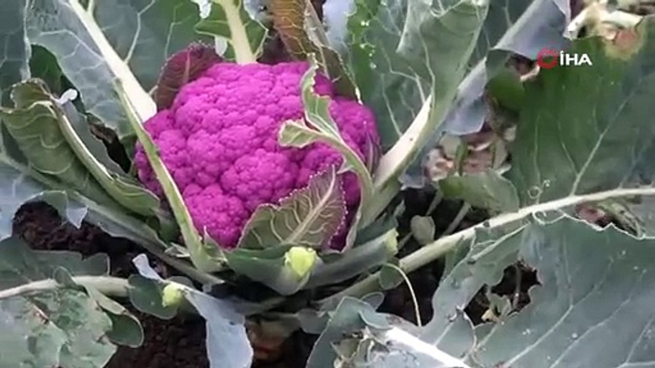 Samsun'da hasadı başladı, yemeklere renk ve lezzet katmanın harika bir yolu: Tam bir 'C' ve 'B' vitamini zengini!