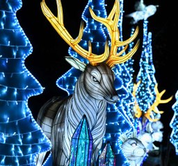 Oakland Hayvanat Bahçesi’nde ormanlardan savanaya rengarenk yolculuk