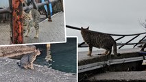 Zonguldak'ta sokak kedisi, fırtınada kaybettiği yavrularını arıyor