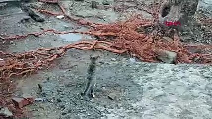 Zonguldak’ta sokak kedisi, fırtınada kaybettiği yavrularını arıyor