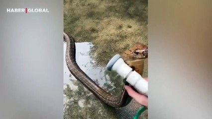 Yıkanan kobranın tepkileri izlenme rekoru kırdı