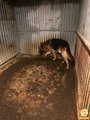 Saisie d’animaux à Malonne : la situation cauchemardesque des chiens a frappé les équipes des refuges, dont Sans Collier et Le Rêve d’Aby
