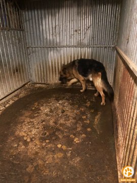 Saisie d’animaux à Malonne : la situation cauchemardesque des chiens a frappé les équipes des refuges, dont Sans Collier et Le Rêve d’Aby