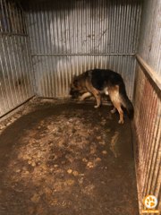 Saisie d’animaux à Malonne : la situation cauchemardesque des chiens a frappé les équipes des refuges, dont Sans Collier et Le Rêve d’Aby