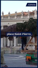 Le sapin arrive au Vatican !