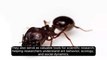 World's Largest Ant Farm I Massive Ant Colony Exploration
