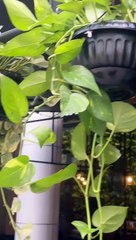 Ikinari Steak, Robinsons Magnolia