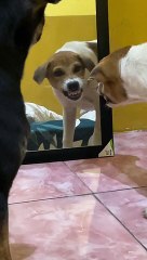 Puppy Growls at His Own Reflection