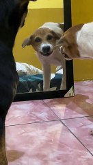 Puppy Growls at His Own Reflection