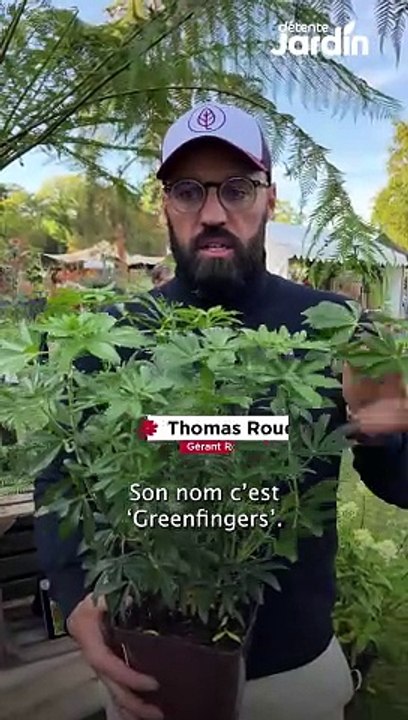 Choisya ternata 'Greenfingers'