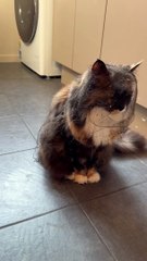 Cat Looks Like a Veiled Widower After Finding Cobwebs