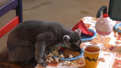 Lemurs feast on Charlie Brown-themed Thanksgiving meal to celebrate 50th anniversary