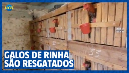 Ação policial prende responsável por rinhas de galo