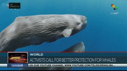 Activists call for more protection to the whales