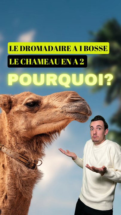 Pourquoi les chameaux ont 2 bosses et les dromadaires 1 ? 