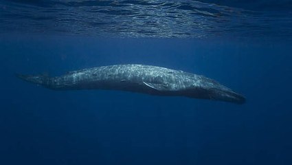 Watch: Blue whales return ‘home’ decades after being wiped out by whaling