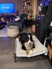 Cachorro "gigante" encanta na web pelo carinho com seu irmão