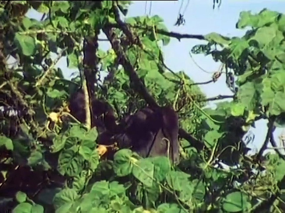 Die lustige welt der tiere