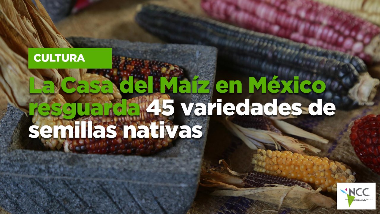 La Casa del Maíz en México resguarda 45 variedades de semillas nativas ...
