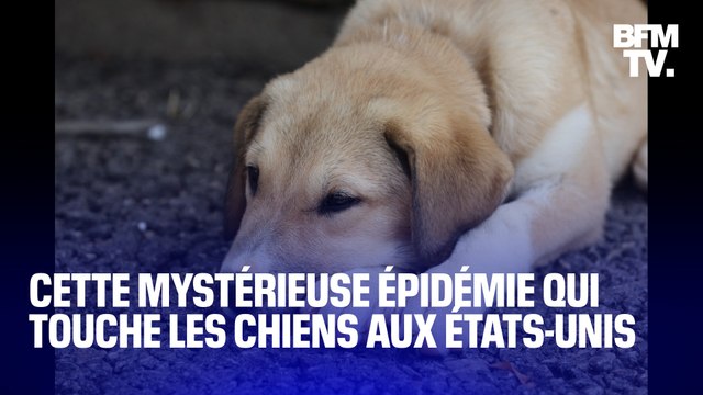 Aux États-Unis, une mystérieuse épidémie parmi les chiens inquiète les vétérinaires