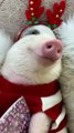 Roxy The Festive Pig Wishes You Happy Holidays