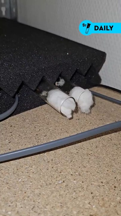 Les Camponotus maculatus du Kenya