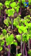 Nuevo dispositivo que se inspira en la fotosíntesis de las plantas