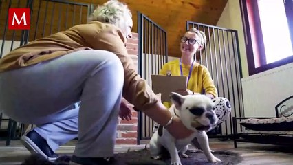 Rescatan a Krugets, perrito callejero con obesidad mórbida