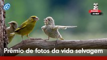 As melhores fotos do 'Prêmio de Fotografia de Comédia da Vida Selvagem'