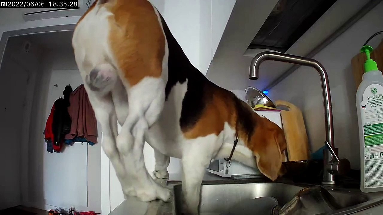 Snooping Dog Falls Off Kitchen Counter video Dailymotion