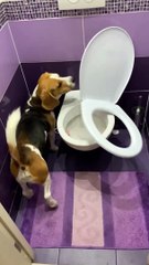 Archie Casually Breaks The Toilet