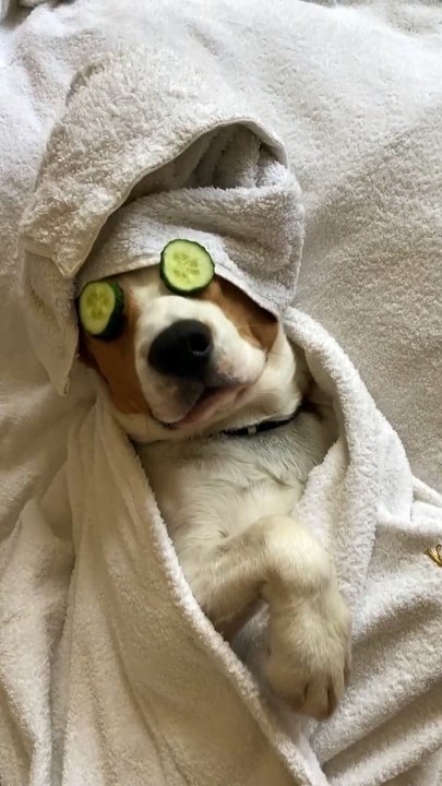 Dog Has a Spa Day