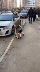 Dog Looks Silly Walking in Shoes