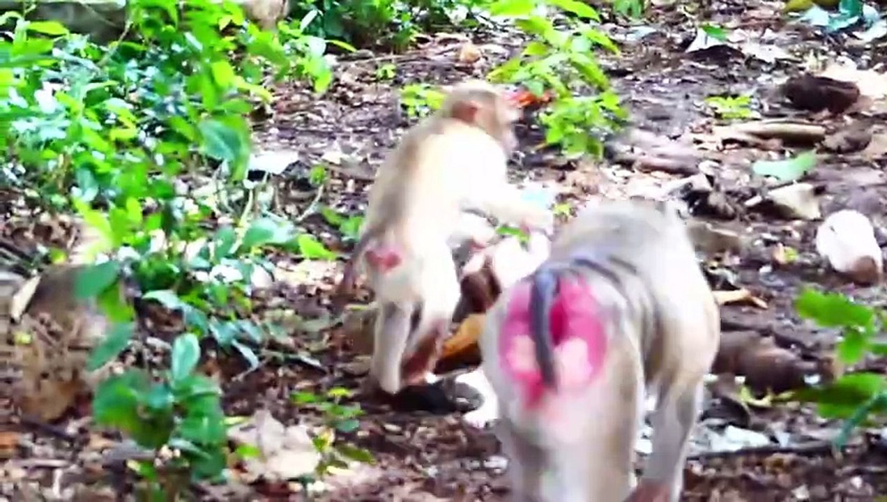 Cute little Monaco is kidnapped by teenaged monkey, Molia mom gets scared to rescue baby