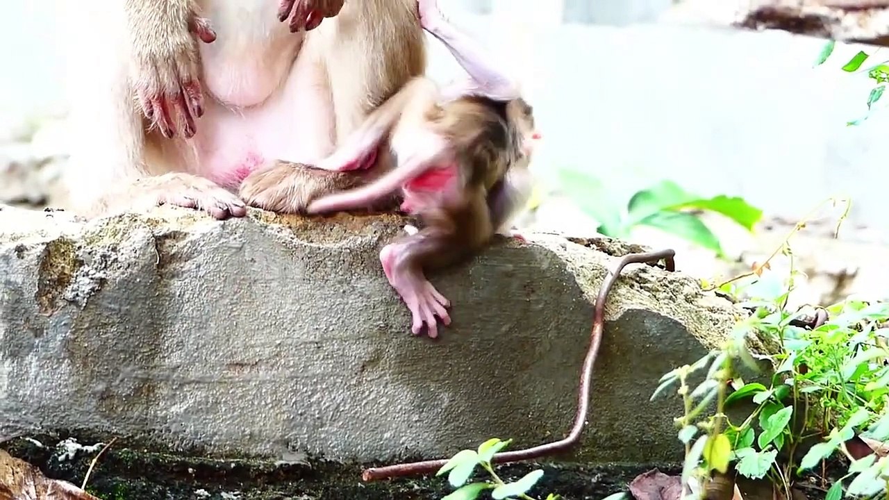 Cute little Monaco baby is left on the fence with huge fear, mother Molia test baby to learn to walk