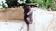 Cute Millie baby can't climb up the fence, mother worry about her so much